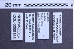 Etiketten zu Alaus nobilis (NHMW-ZOO-COL-0008183)
